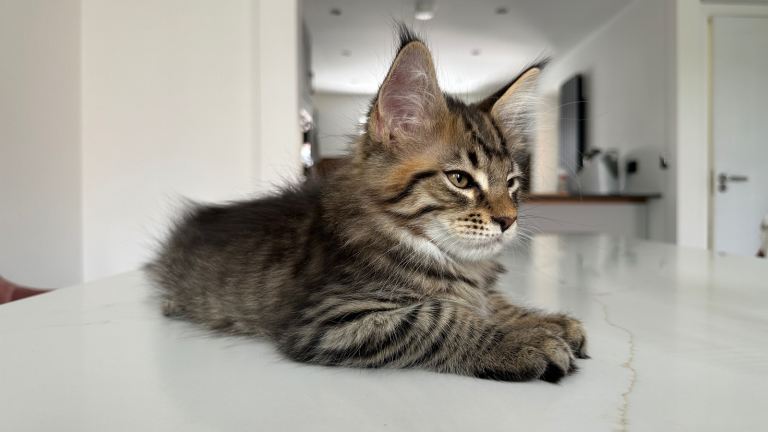 Maine coon kittens 