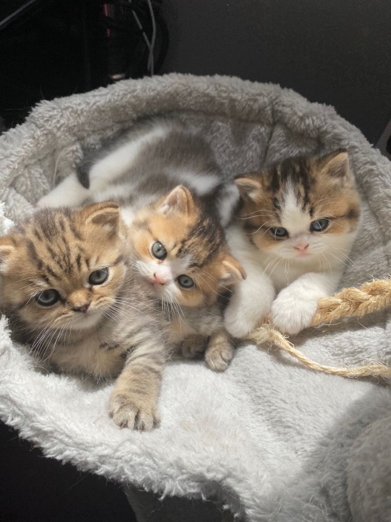 British Shorthair kittens Tabico Golden Tabby 