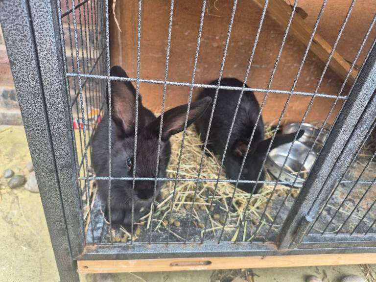 LION LOP RABBITS FOR REHOMING