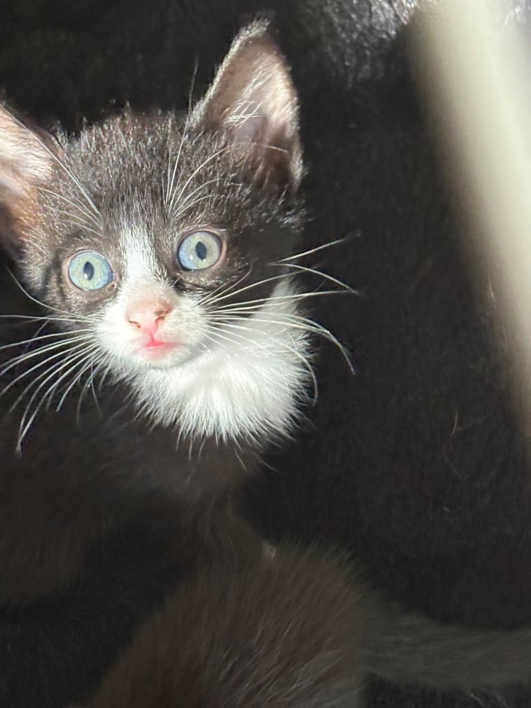 Female & Male Kittens Ready TO go NOW! £60 0NO