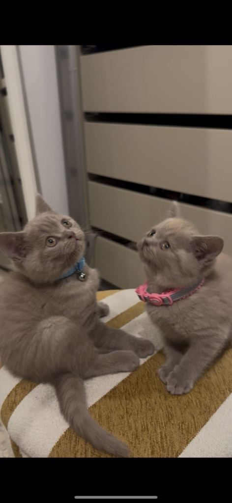 Cute British short hair kittens 