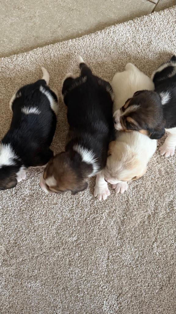 K c reg Charter-wood /davicard beagles  