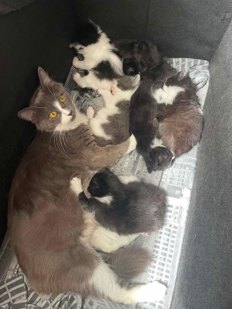 7 Litl beautiful cat