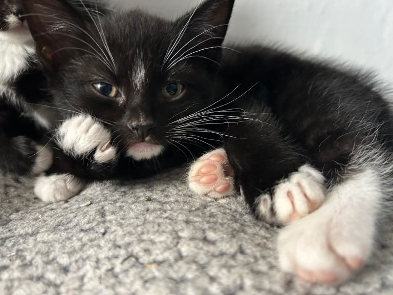 BOY KITTEN READY NOW 