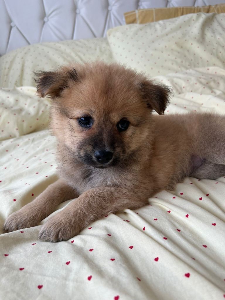 Papillons cross chihuahuas