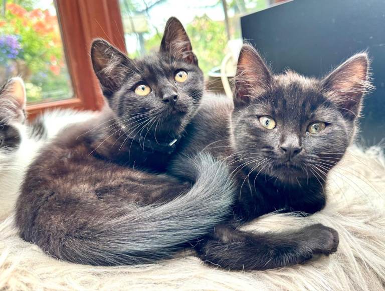 British Shorthair kittens