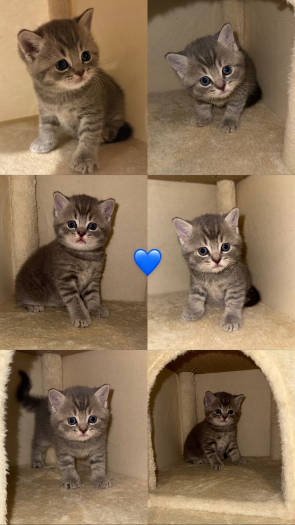 BRITISH SHORTHAIR KITTENS