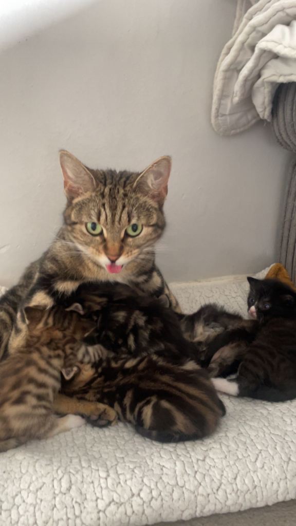 Cat and kittens - For sale together 