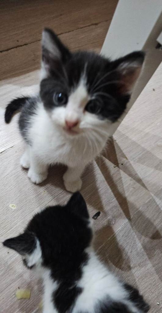 9 weeks kitten ready to go