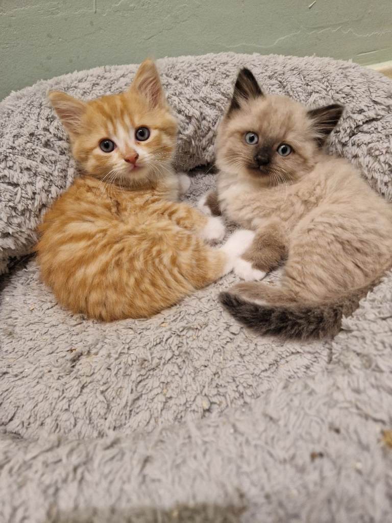 Kittens for sale
