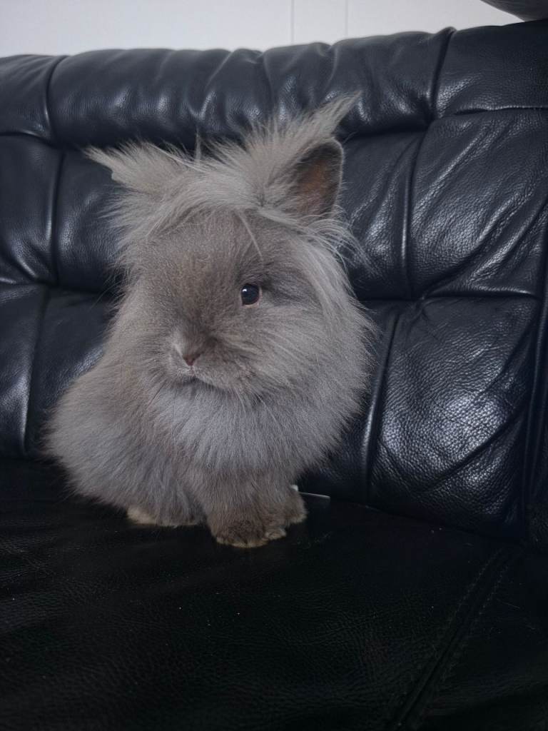 Lion head male rabbit 