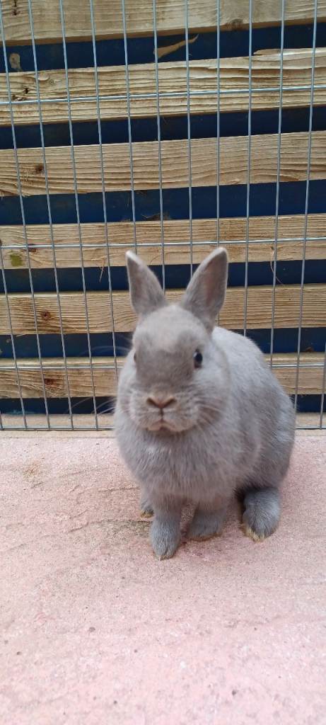    Rabbit . Netherland dwarf rabbit . 3 months old. male 