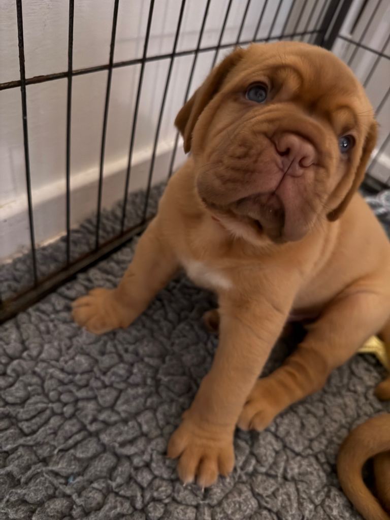 Dogue de Bordeaux for sale