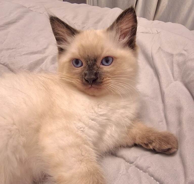 2 ragdoll kittens 500 each 