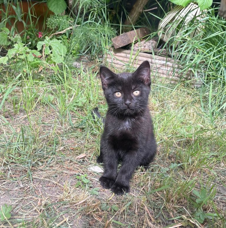 Loving kittens 