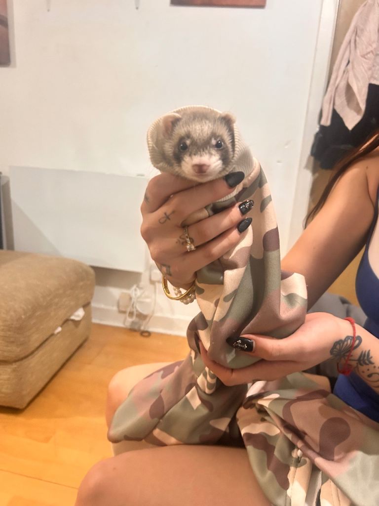 9 weeks old ferret 