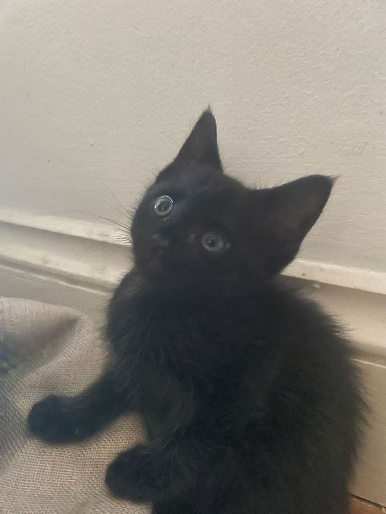 The cutest little kittens!