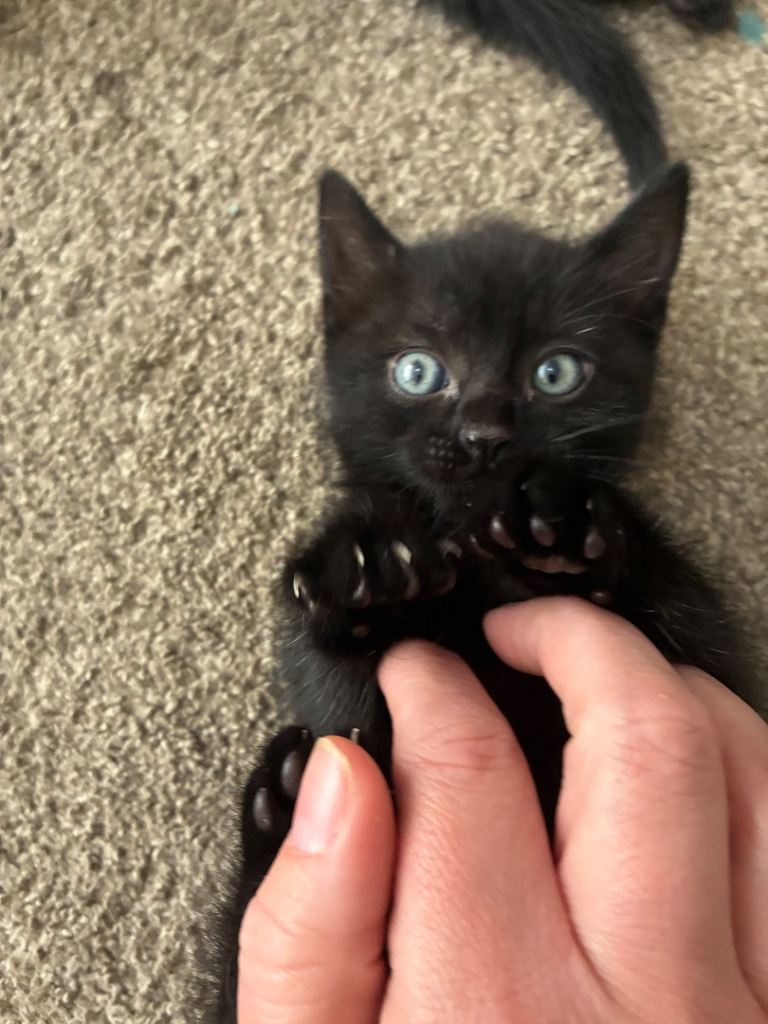 4 black kittens ready to go 7 weeks old very tame 