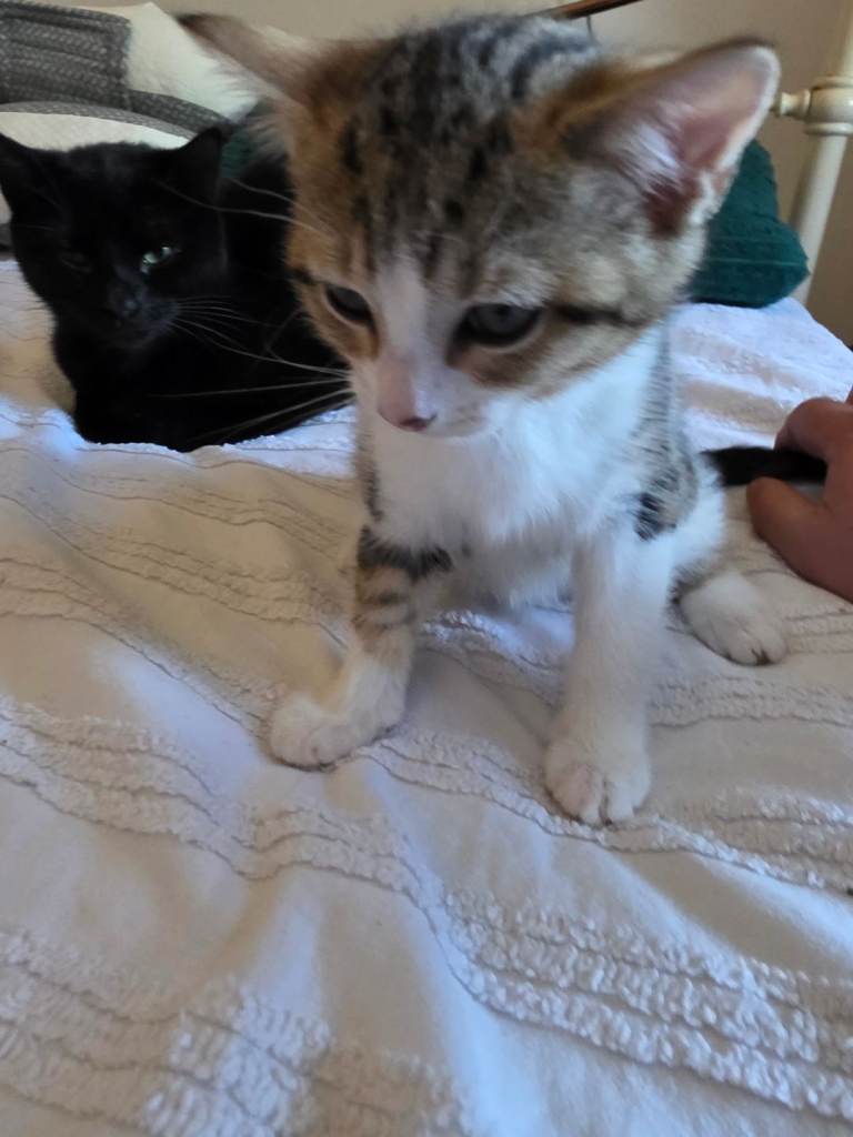 Kittens 