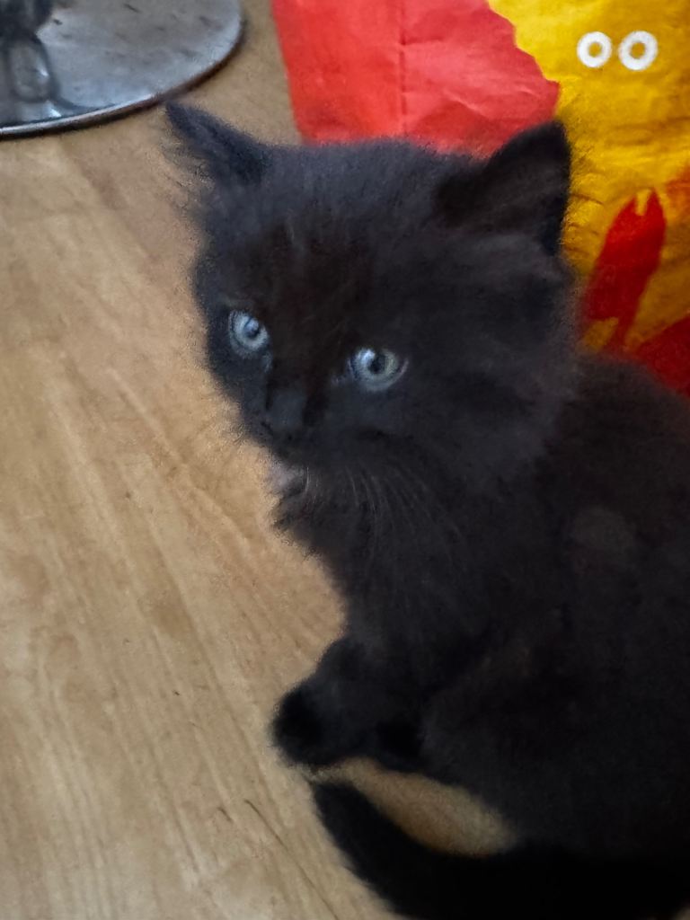 Beautiful kittens for sale