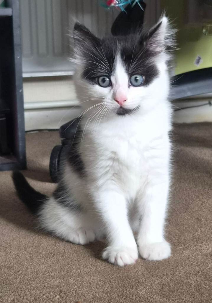 Male kittens