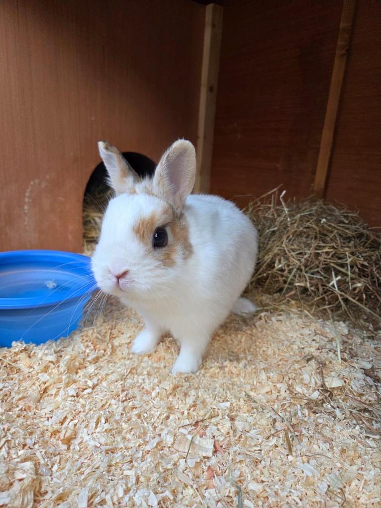 Beautiful Netherland dwarf male. 