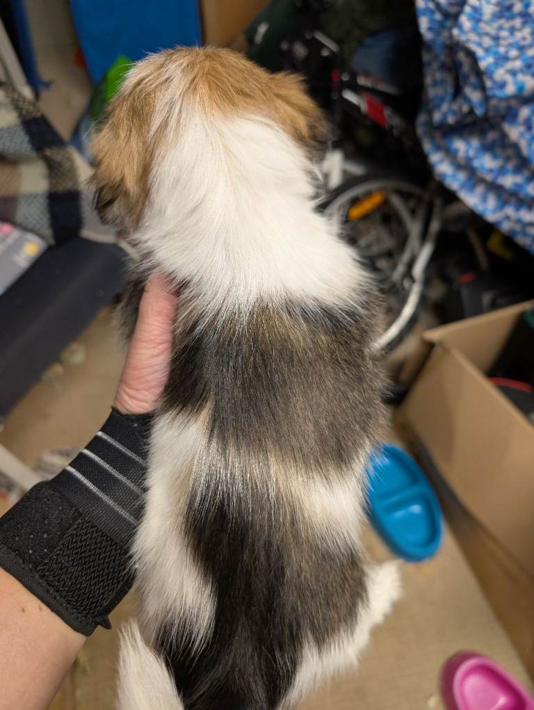 Shih Tzu pups - only two left 