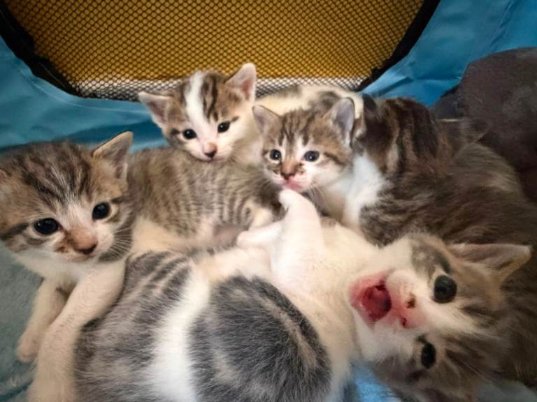 Gorgeous kittens 