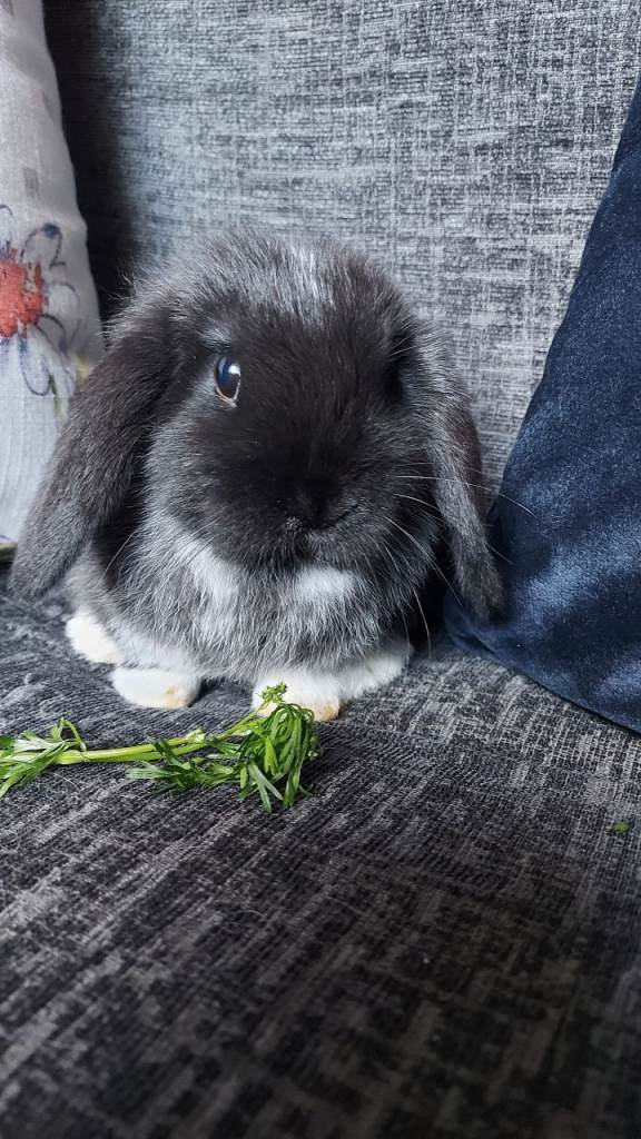 Baby Mini Lop Rabbits