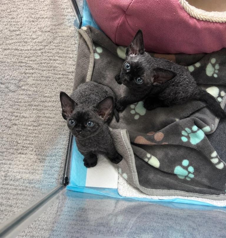 Beautiful Devon Rex kittens