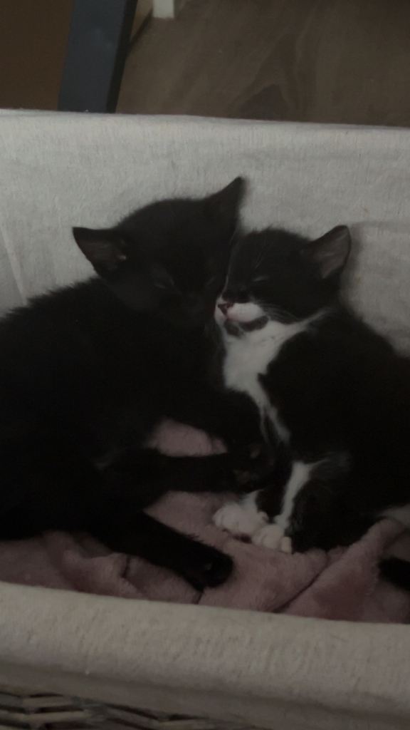 Black and white kittens 
