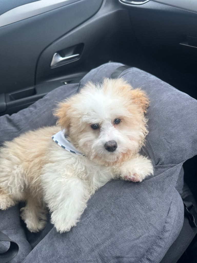 Maltese x Bichon Frise Male puppy