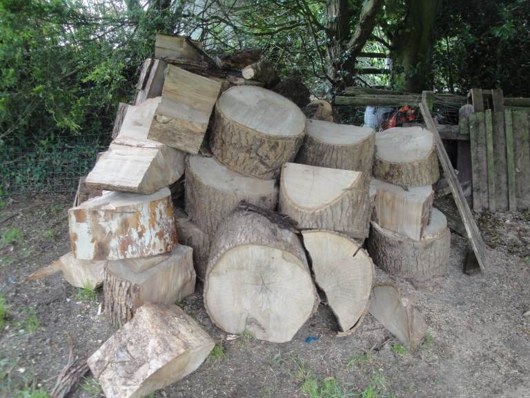 Ash logs for sale
