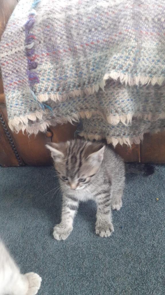Male kitten 
