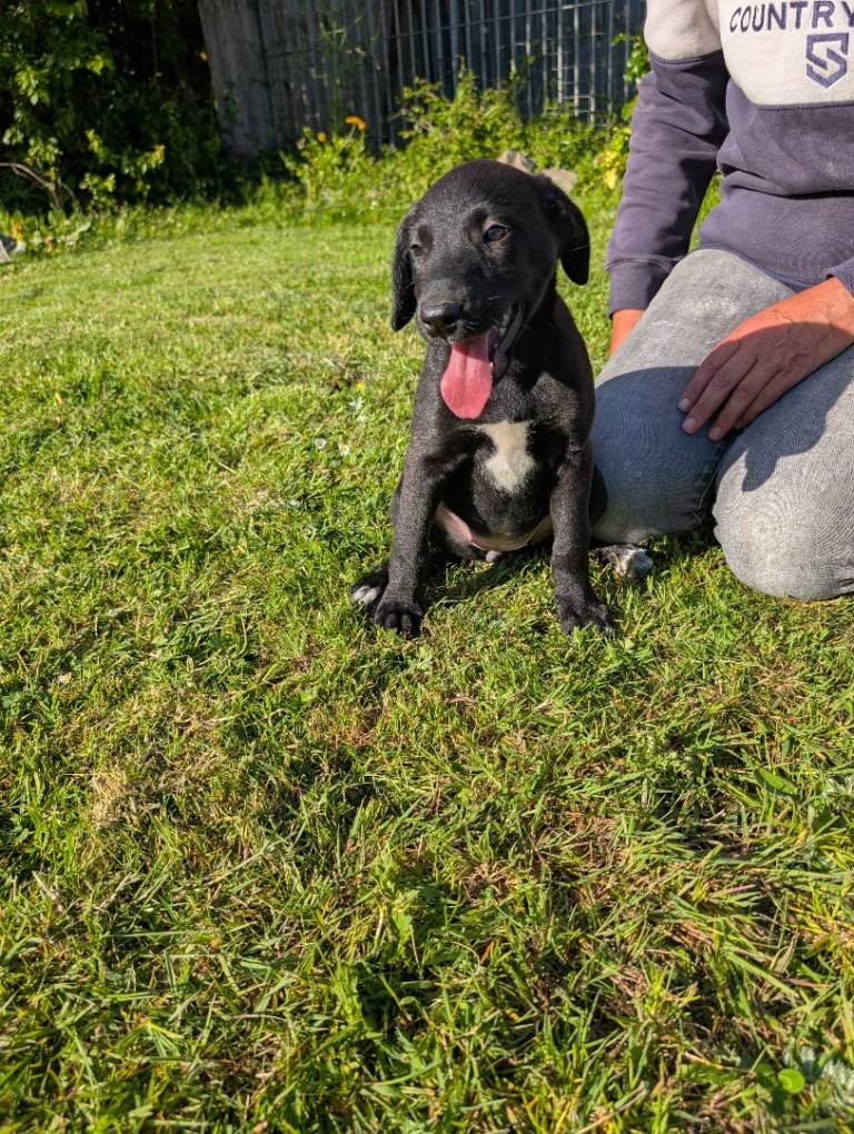 Labradoodle x lurcher 