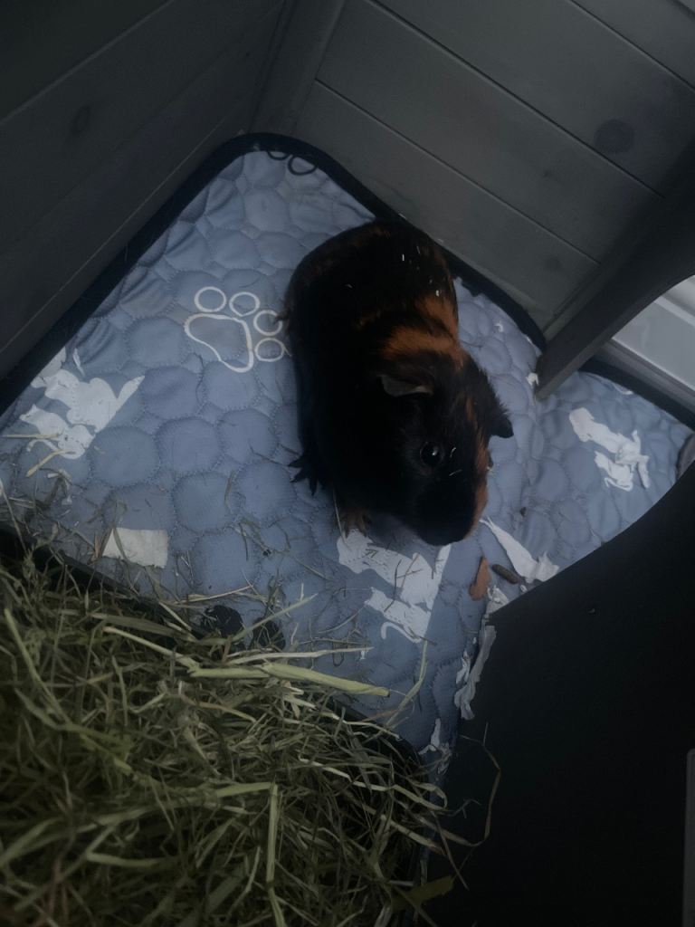 Male guinea pig