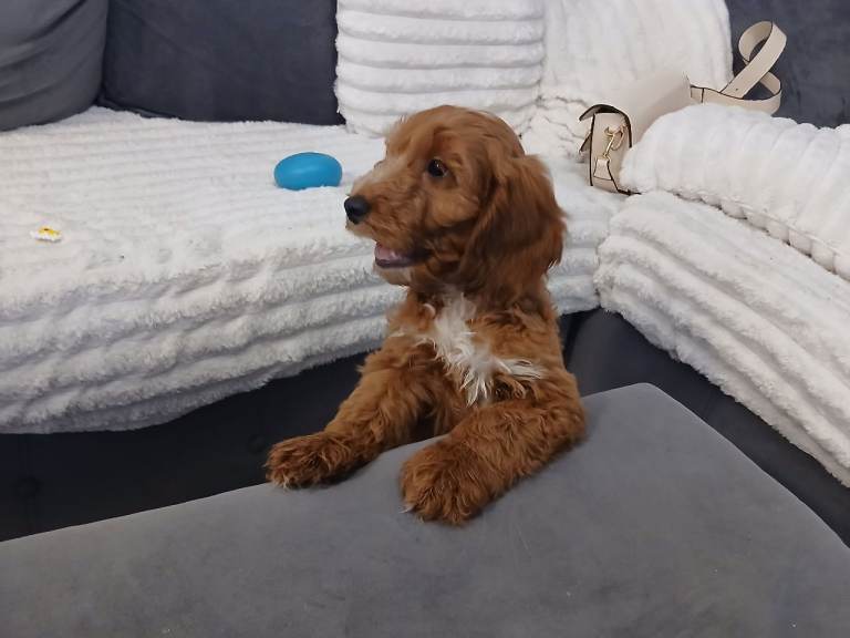 3 cockerpoo puppys