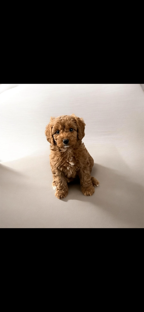 F1b fox red cockapoo puppies