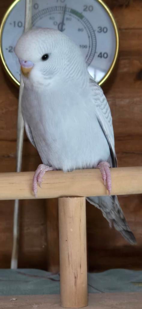 Gorgeous baby budgies 