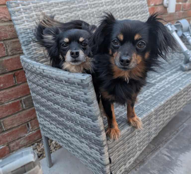 2 male chihuahuas 