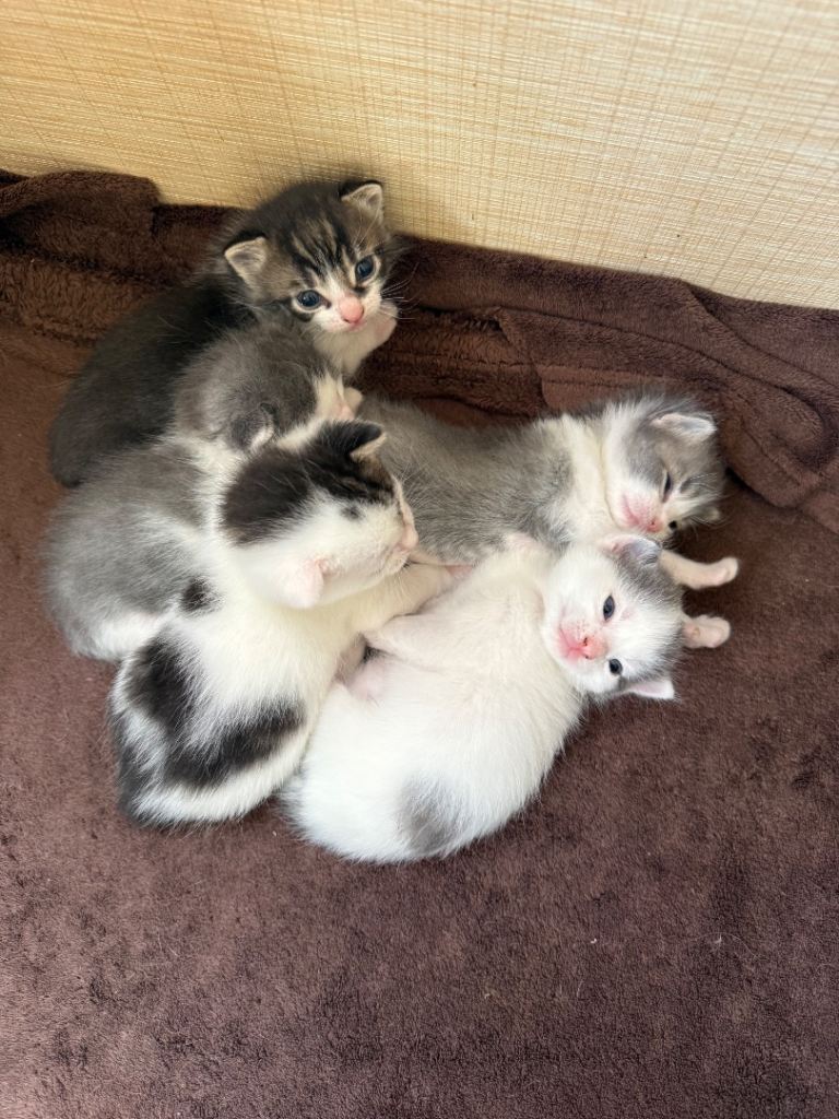 3 Kittens for sale 