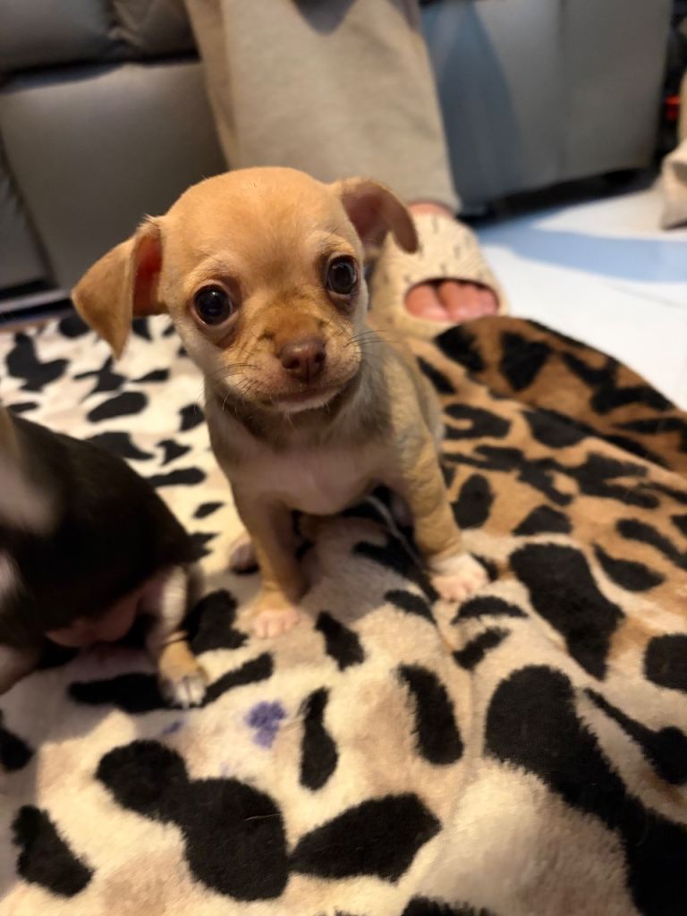 Chihuahua Puppies