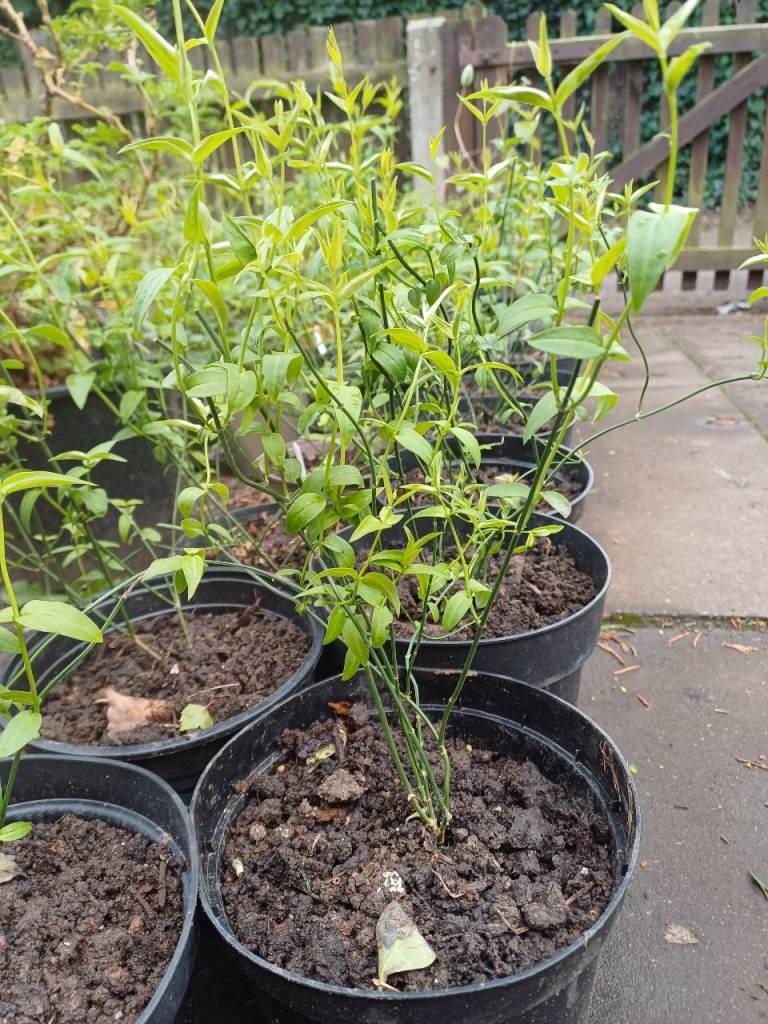 Red Jasmine 'Beesianum' plants - hardy perennials