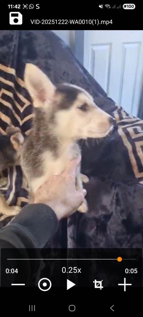 Shepsky pups forsale 