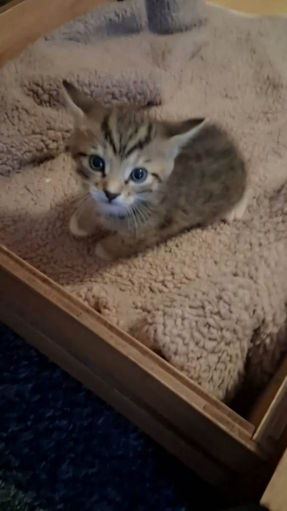  kittens