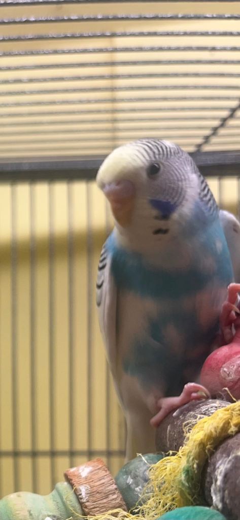 Baby Budgies