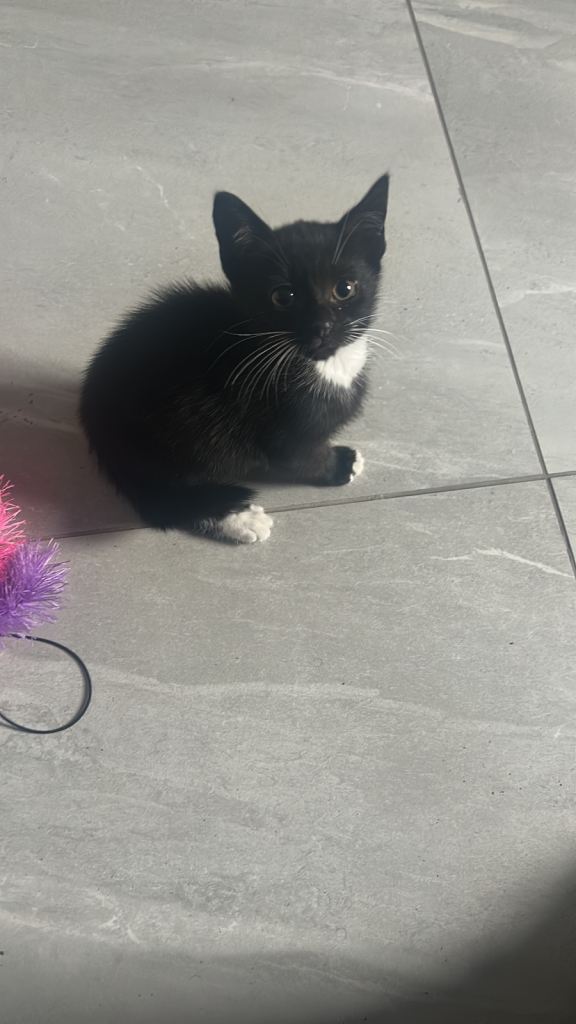 Mimi the tiny kitten