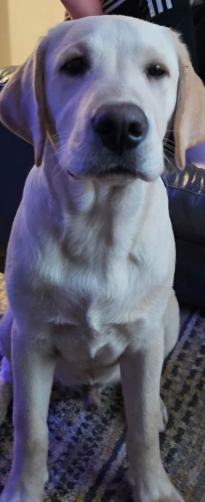 image for Labrador retriever 