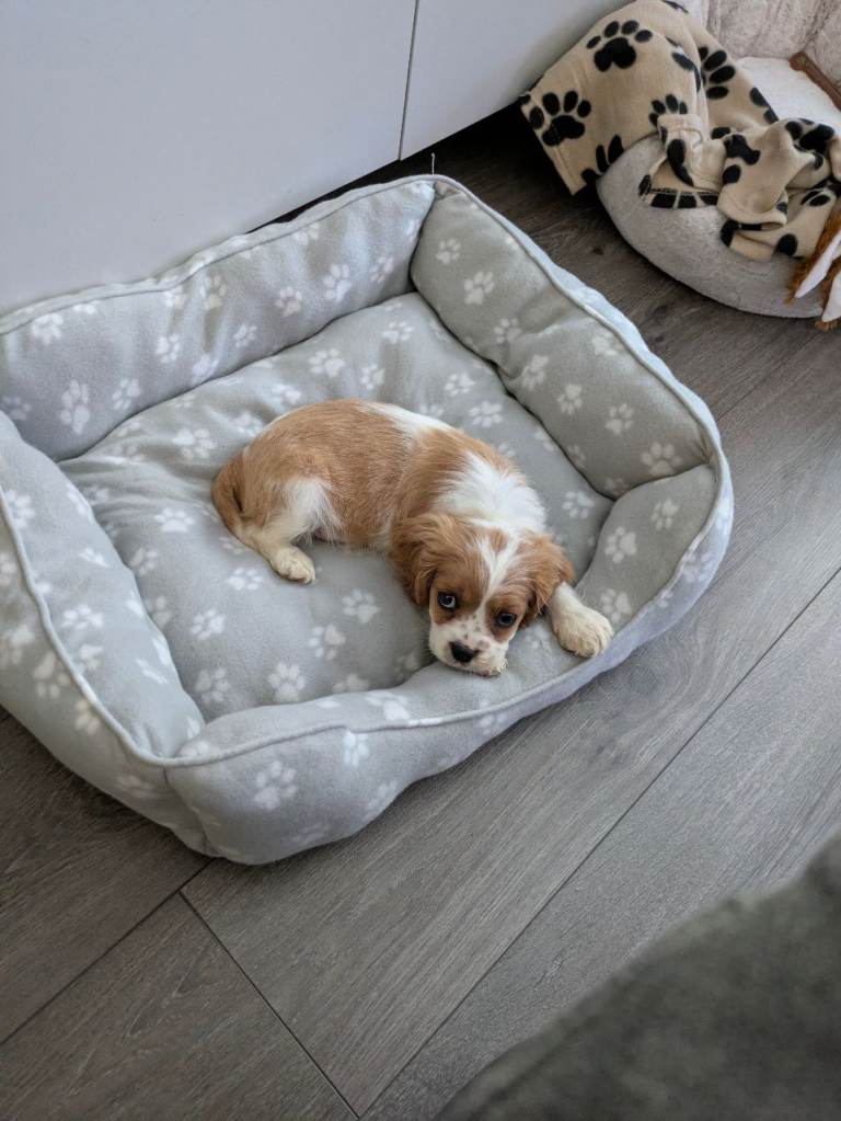 Cavalier King Charles spaniel puppy 