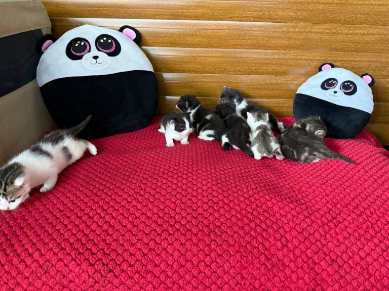 Kittens